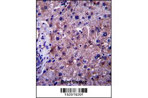 SGMS1 Antibody immunohistochemistry analysis in formalin fixed and paraffin embedded human liver tissue followed by peroxidase conjugation of the secondary antibody and DAB staining. (Sphingomyelin Synthase 1 抗体  (N-Term))