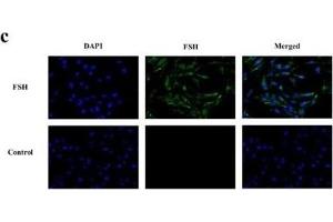 The validation of the interaction between lncRNA TCONS_00066406 and its targeted gene HSD17B12, with (a) and (b) representing the expression levels of HSD17B12 and lncRNA TCONS_00066406 in different tissues, respectively. (FSHB 抗体  (AA 61-98))