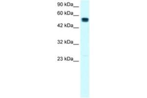 Western Blotting (WB) image for anti-SRY (Sex Determining Region Y)-Box 10 (SOX10) antibody (ABIN2460693) (SOX10 抗体)