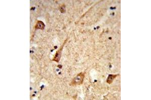 Immunohistochemistry analysis in formalin-fixed and paraffin-embedded human brain tissue reacted with GALNT2 Antibody (N-term) followed which was peroxidase-conjugated to the secondary antibody, followed by DAB staining. (GALNT2 抗体  (N-Term))