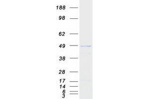 PRMT8 Protein (Myc-DYKDDDDK Tag)