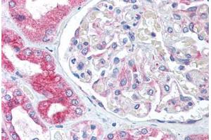 Human Kidney (formalin-fixed, paraffin-embedded) stained with BCAP31 antibody ABIN305717 at 5 ug/ml followed by biotinylated goat anti-rabbit IgG secondary antibody ABIN481713, alkaline phosphatase-streptavidin and chromogen. (BCAP31 抗体  (Internal Region))