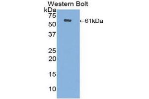 Western Blotting (WB) image for anti-CUB and Zona Pellucida-Like Domains 1 (CUZD1) (AA 218-479) antibody (ABIN1858570) (CUZD1 抗体  (AA 218-479))