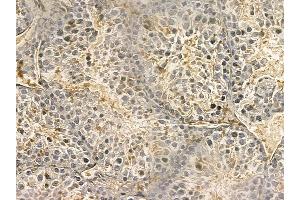 PTPMT1 Mouse Monoclonal Antibody at 1/100 staining mouse testis tissue by IHC-P. (PTPMT1 抗体)