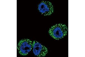 Immunofluorescence (IF) image for anti-Chemokine (C-C Motif) Receptor 7 (CCR7) antibody (ABIN3002197) (CCR7 抗体)