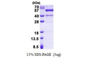 Synaptotagmin XIII (SYT13) (AA 30-426) protein (His tag)