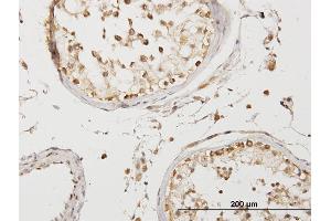 Immunoperoxidase of purified MaxPab antibody to COQ3 on formalin-fixed paraffin-embedded human testis. (COQ3 抗体  (AA 1-369))