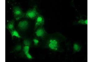 Immunofluorescence (IF) image for anti-Sepiapterin Reductase (SPR) antibody (ABIN1501112) (SPR 抗体)