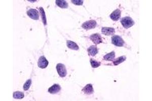 Immunocytochemistry (ICC) image for anti-Histamine Receptor H4 (HRH4) (C-Term) antibody (ABIN1048965)
