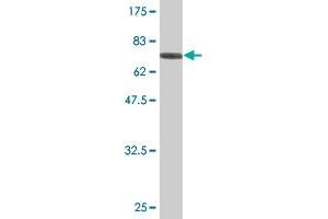 Western Blot detection against Immunogen (78. (Tensin 4 抗体  (AA 1-480))
