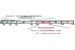 Schematic representation of HCoV S protein. (Coronavirus Spike Glycoprotein (CoV S) peptide (Cy5))