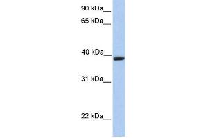 WB Suggested Anti-AQAntibody Titration:  0. (Aquaporin 10 抗体  (C-Term))