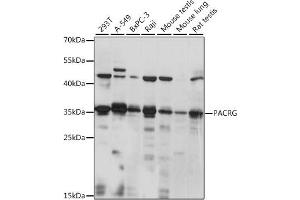 Western blot analysis of extracts of various cell lines, using PACRG antibody (ABIN7269176) at 1:1000 dilution.