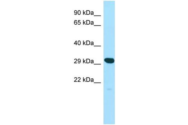 YIF1A 抗体  (N-Term)