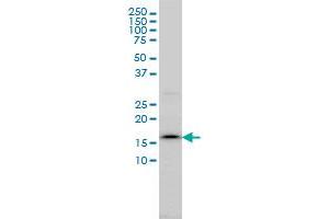Western Blotting (WB) image for anti-Signal Sequence Receptor, delta (SSR4) (AA 24-173) antibody (ABIN563012)