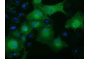 Immunofluorescence (IF) image for anti-Ketohexokinase (KHK) antibody (ABIN1499023) (Ketohexokinase 抗体)