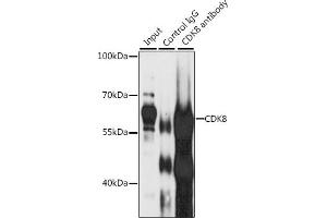 Immunoprecipitation analysis of 200 μg extracts of Jurkat cells, using 3 μg CDK8 antibody (ABIN6129240, ABIN6138329, ABIN6138330 and ABIN7101776). (CDK8 抗体  (AA 365-464))