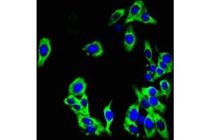 Immunofluorescent analysis of HepG2 cells using ABIN7163916 at dilution of 1:100 and Alexa Fluor 488-congugated AffiniPure Goat Anti-Rabbit IgG(H+L) (KCNK1 抗体  (AA 268-336))