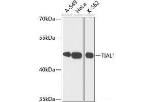 Western blot analysis of extracts of various cell lines using TIAL1 Polyclonal Antibody at dilution of 1:3000. (TIAL1 抗体)