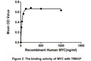 MYC (Myc proto-oncogene protein) is a nuclear phosphoprotein that binds specific sequence of DNA.