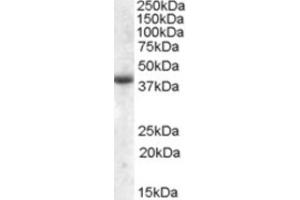 Western Blotting (WB) image for anti-Apolipoprotein L, 6 (APOL6) (Internal Region) antibody (ABIN2464269) (APOL6 抗体  (Internal Region))