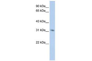 MPG antibody used at 1 ug/ml to detect target protein. (MPG 抗体  (Middle Region))