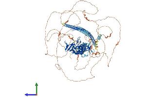 Protein Structure (PS) image for Protein Phosphatase 1, Regulatory Subunit 13B (PPP1R13B) (AA 1-1087) protein (His tag) (ABIN7563965)