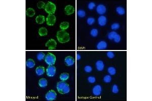 Immunofluorescence (IF) image for anti-Integrin, alpha X (Complement Component 3 Receptor 4 Subunit) (ITGAX) antibody (ABIN7072309)