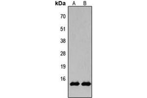 Western blot analysis of Histone H2B (AcK15) expression in HeLa TSA-treated (A), NIH3T3 TSA-treated (B) whole cell lysates. (Histone H2B 抗体  (acLys15, N-Term))