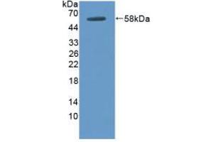 Figure. (DOK3 抗体  (AA 128-385))