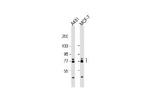 All lanes : Anti-ESRP1 Antibody (N-term) at 1:2000 dilution Lane 1: A431 whole cell lysate Lane 2: MCF-7 whole cell lysate Lysates/proteins at 20 μg per lane. (ESRP1 抗体  (AA 182-211))