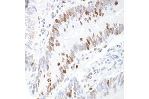 anti-Importin Subunit alpha-1 (KPNA2) (C-Term) antibody