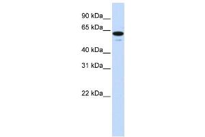 Western Blotting (WB) image for anti-Zinc Finger Protein 655 (ZNF655) antibody (ABIN2458443) (ZNF655 抗体)