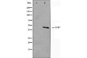 Western blot analysis on COS7 cell lysate using CCR7 Antibody. (CCR7 抗体)