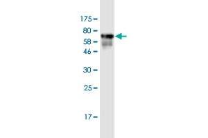 Western Blotting (WB) image for anti-BCL2/adenovirus E1B 19kDa Interacting Protein 2 (BNIP2) (AA 1-314) antibody (ABIN1326932)