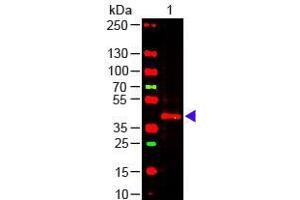 Western Blot of Mouse anti-TRPC6 Antibody Lane 1: Mouse Kidney WCL Load: 10 µg per lane Primary antibody: TRPC6 Antibody at 1:1000 for overnight at 4°C Secondary antibody: 649 donkey anti-mouse at 1:20,000 for 30 min at RT Block: ABIN925618 for 30 min at RT