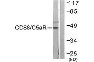 Western blot analysis of extracts from HeLa cells, treated with PMA 125ng/ml 30', using CD88/C5aR (Ab-338) Antibody. (C5AR1 抗体  (AA 301-350))