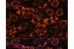 Immunofluorescence analysis of C6 cells using ACAA2 Polyclonal Antibody at dilution of 1:100. (ACAA2 抗体)