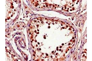 Immunohistochemistry of paraffin-embedded human testis tissue using ABIN7148328 at dilution of 1:100 (C1QTNF9B 抗体  (AA 2-192))