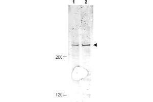 Image no. 1 for anti-Anaphase Promoting Complex Subunit 1 (ANAPC1) (AA 373-382), (pSer377) antibody (ABIN401307) (APC1 抗体  (pSer377))