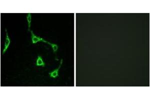 Immunofluorescence analysis of LOVO cells, using CDH10 Antibody. (CDH10 抗体  (AA 201-250))