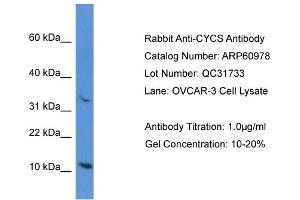 Western Blotting (WB) image for anti-Cytochrome C, Somatic (CYCS) (N-Term) antibody (ABIN2788640) (Cytochrome C 抗体  (N-Term))