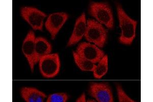 Confocal immunofluorescence analysis of HeLa cells using RPL36 Polyclonal Antibody at dilution of 1:200. (RPL36 抗体)