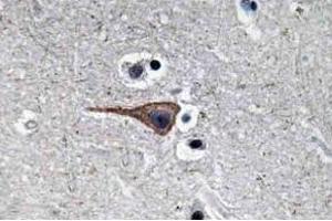 Immunohistochemistry (IHC) analysis of EGF antibody in paraffin-embedded human brain tissue. (EGF 抗体)