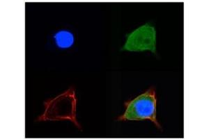 Immunofluorescence (IF) image for anti-Solute Carrier Family 2 (Facilitated Glucose/fructose Transporter), Member 5 (SLC2A5) (Middle Region) antibody (ABIN2777140)