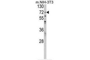 Western blot analysis of PABPC1 Antibody (Center) in NIH-3T3 cell line lysates (35ug/lane).