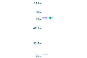 SERPINB9 Protein (AA 1-376) (GST tag)