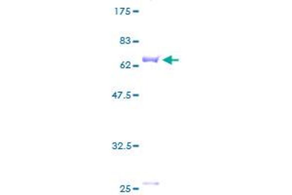 SERPINB9 Protein (AA 1-376) (GST tag)