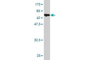 Western Blot detection against Immunogen (70. (IDO1 抗体  (AA 1-403))
