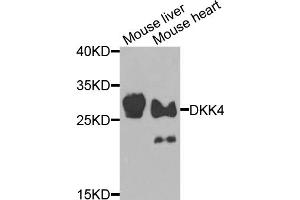 Western blot analysis of extracts of various cell lines, using DKK4 antibody (ABIN5974467) at 1/1000 dilution. (DKK4 抗体)